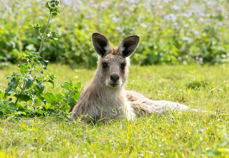 Female Eastern Grey Kangarooの写真素材
