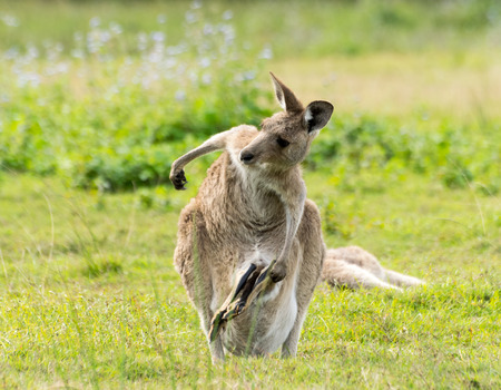 Female Eastern Grey Kangaroo with Joey in pouchの写真素材