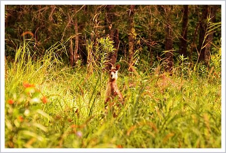 Eastern Grey Kangaroo in the Grassの写真素材