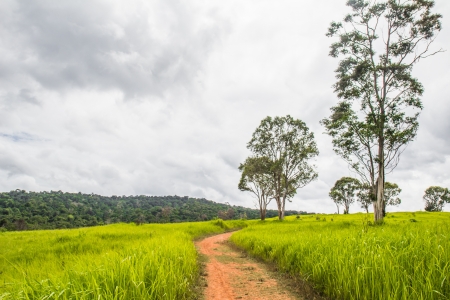 nature trail in Khao Yai Nation Park of Thailand full Nature full wildlife  amazingの写真素材