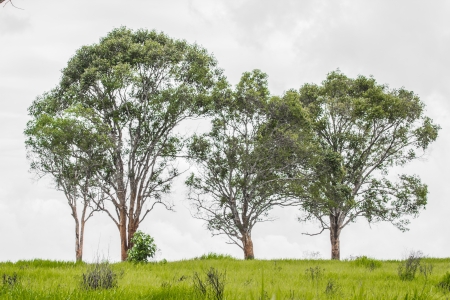 tree in green fieldの写真素材