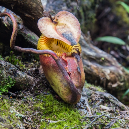 Monkey cups or tropical pitcher plants on Kinabalu Mountain in Borneo Island Malaysia  is big monkey cupsの写真素材