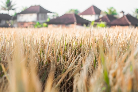Rice field in early stage at Ubud, Bali, Indonesia.の写真素材