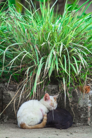 Cat hold sleepingの写真素材