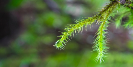 dew drop on fern deep forestの写真素材