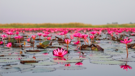 Lotus field Lake frist large in Udonthanee  of Thailandの写真素材