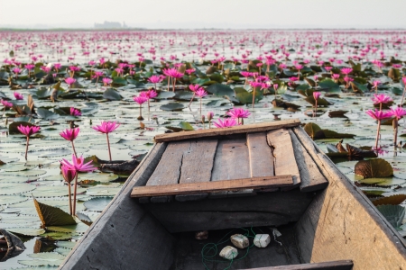 Boat local flow on Lotus field Lake frist large in Udonthanee  of Thailandの写真素材