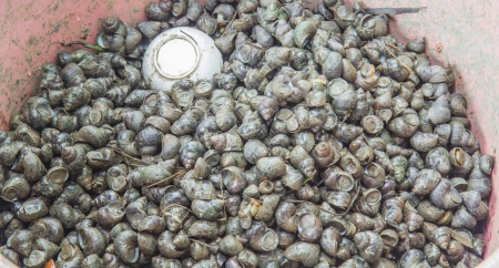 shellfish Thailand