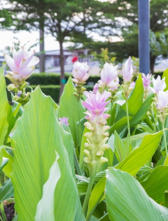 Siam tulip flowersの写真素材