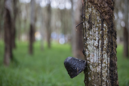 Rubber tree latex agriculture in tropical foresの写真素材