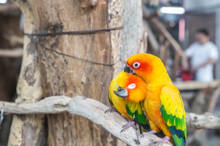 colourful parrot bird sitting on the perchの写真素材