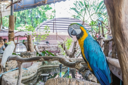 Colourful parrot bird sitting on the perchの写真素材