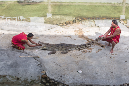THAILAND, BANGKOK - Nov 10  An unidentified zoo keeper puts a head in a mouth of the crocodile as part of  Show of crocodiles  show on November 10, 2013 in Bangkok, Thailand のeditorial素材