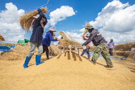 Method for old process of farmer rice  in northern of Thailandのeditorial素材