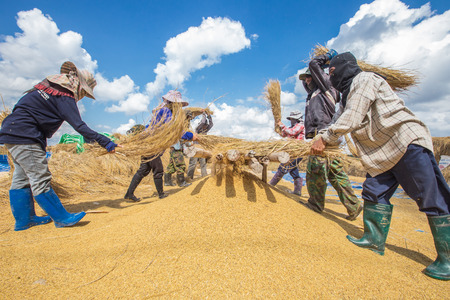 Method for old process of farmer rice  in northern of Thailandのeditorial素材
