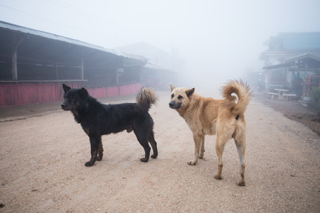 Dogs in fog roadの写真素材