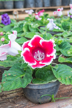 cattleya orchids on farmの写真素材