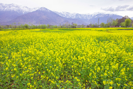 Mustard flowers fields in Kashmir , Indiaの写真素材