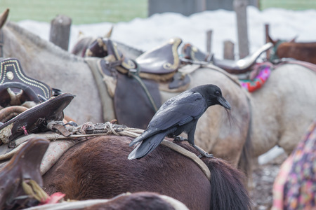 Crow keep hair horses