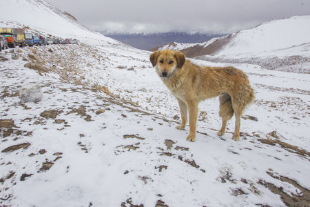 Landscape with climbers in the distance and a dog in the foreground against snow-covered mountains.の写真素材