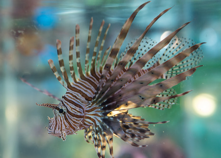 Lion fishの写真素材