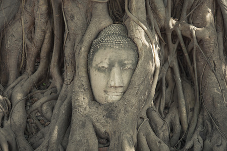 Stone budda head traped in the tree roots at Wat Mahathat, Ayutthaya, Thailandの写真素材