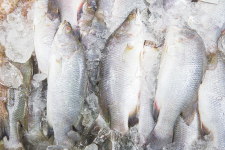 Fresh fish in marketの写真素材