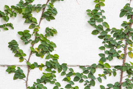 Green leaf on  white wall backgroundの写真素材
