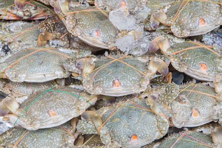 Fresh crabs in marketの写真素材