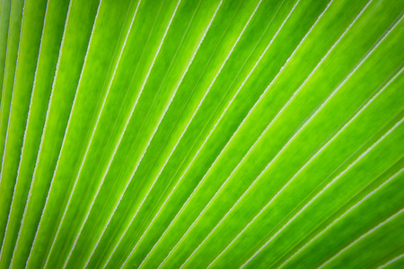 Green leaf texture backgroundの写真素材