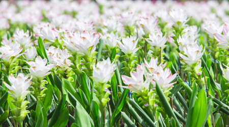 Siam tulips in gardenの写真素材