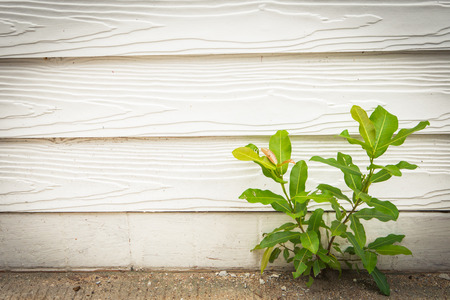 Little tree with wood wallの写真素材