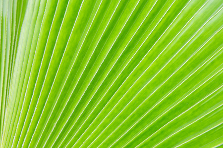 Green leaf texture backgroundの写真素材