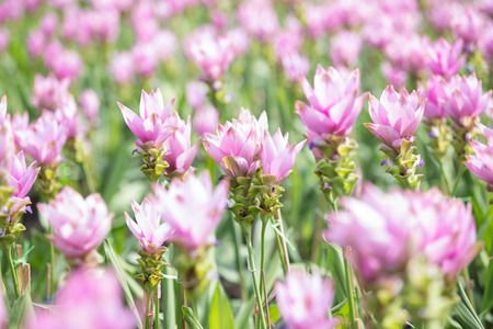 Siam tulips in gardenの写真素材