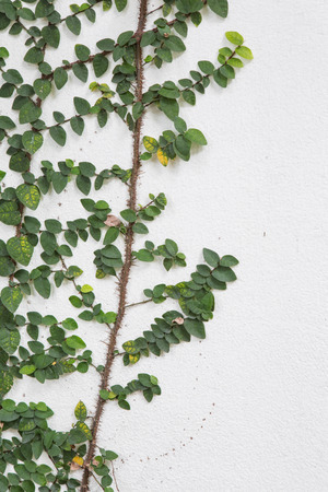Green leafs on  white wall backgroundの写真素材