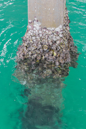 Pillar fully barnacle in the oceanの写真素材