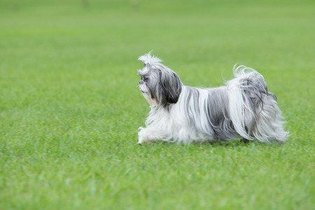 Shih Tzu puppy running on green grassの写真素材