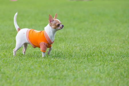 Little dog in parkの写真素材