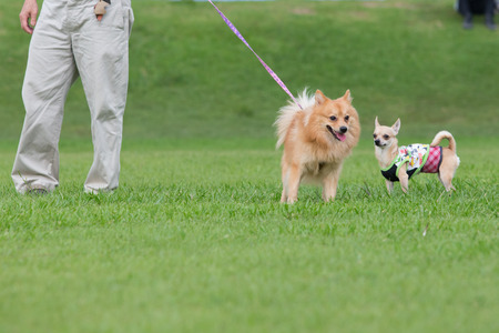 Walking the Dog on leadの写真素材