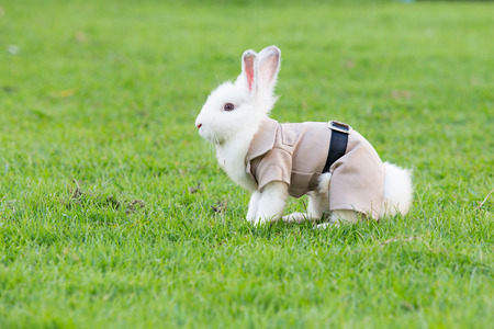 Rabbit  cute were suit on green grassの写真素材