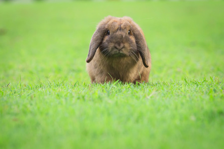 Wild rabbit in the natureの写真素材
