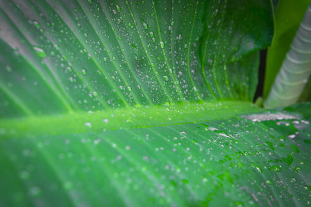 Green leaf with water drops for backgroundの写真素材