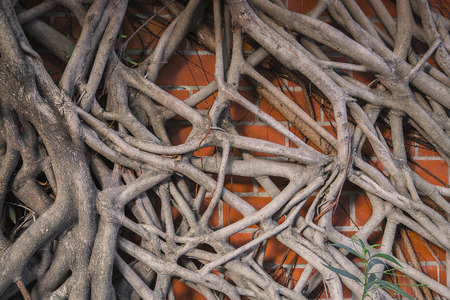Wall brick with big tree roots