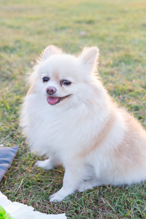 Pomeranian. Little dog spitz outdoors with sunlightの写真素材