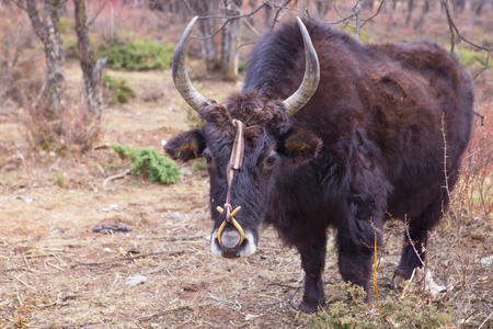 Himalayan Yak staring in the camerの写真素材