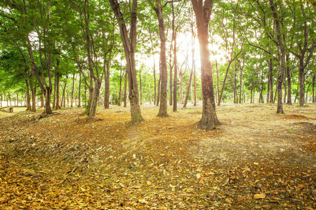 Beautiful  forestの写真素材