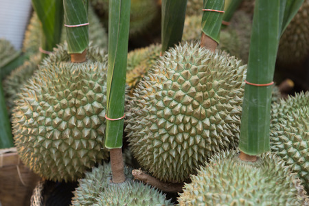 Durian, King of Fruitの写真素材