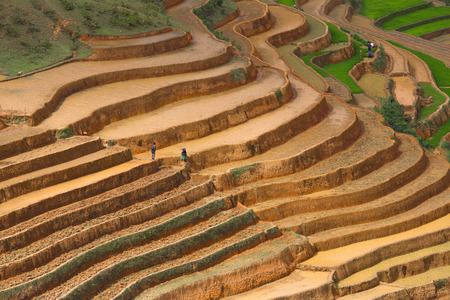 Rice fields on terraced of Mu Cang Chai, YenBai, Vietnam. Rice fields prepare the transplant at Northwest Vietnamの写真素材