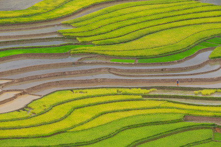 Terraced rice field in water season in Mu Cang Chai, Yen Bai province, Vietnamの写真素材