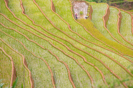 Mu Cang Chai , Vietnam - June 12 ; Farmer of Hmong working preparing transplant in water season on June 12, 2015 .  Mu Cang Chai , Vietnamの写真素材